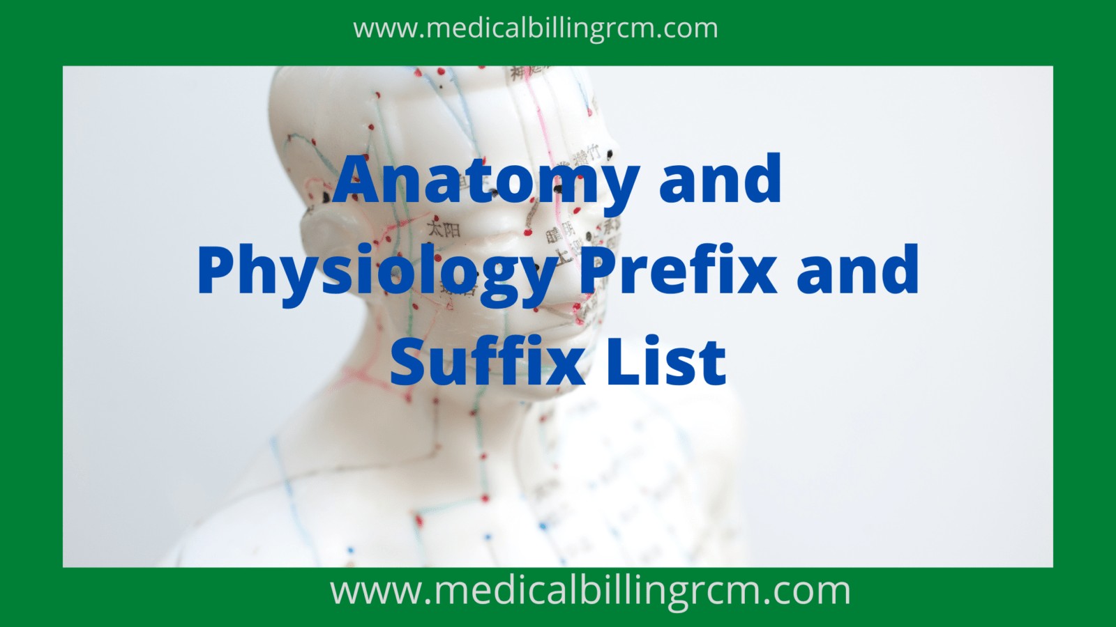 2023 Anatomy And Physiology Prefix And Suffix List