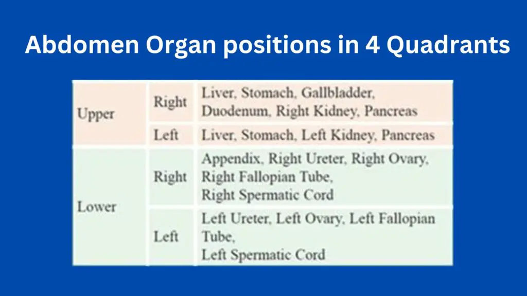 Abdomen organ positions